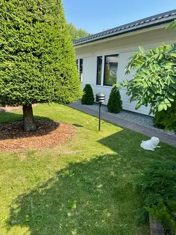 A neatly clipped conifer on a mown lawn beside a bungalow