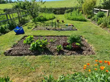 New vegetable beds dug into a lawn