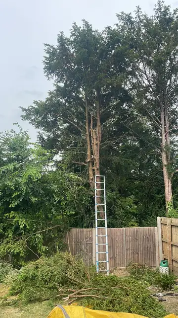 A tree reduced in height, with a ladder and cut branches by the fence