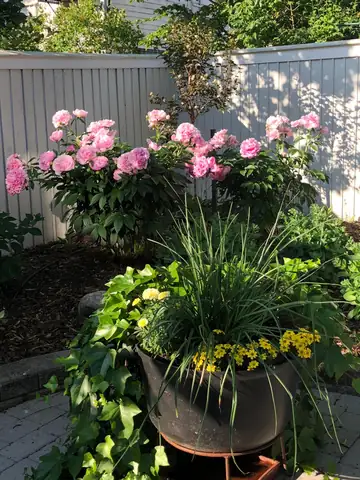 Pink roses and a planted container in a garden corner