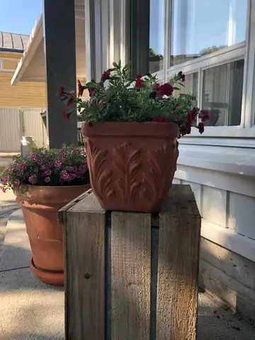 Terracotta pots of flowers on a timber stand by a doorway