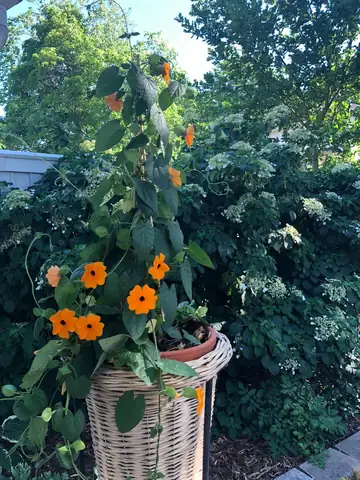 Orange climbing flowers in a tall wicker planter