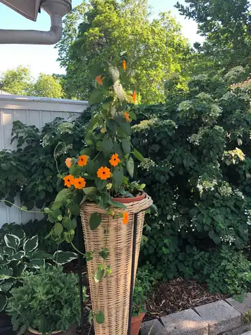 Orange climbing flowers in a wicker planter by a hedge