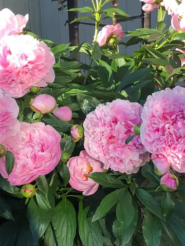 Pink peonies in full bloom