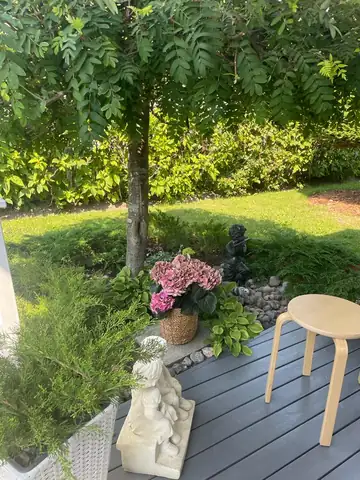 A decked seating area with potted plants under a tree