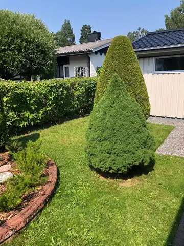 A clipped conifer beside a curved bed and hedge