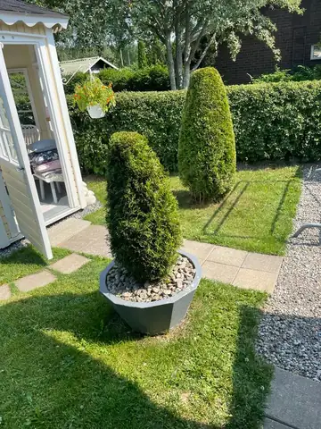 Potted topiary beside a path and clipped hedges