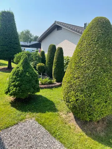 Clipped conifers and topiary in a lawned garden