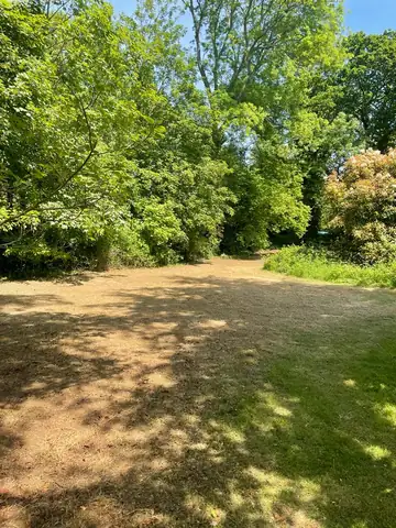 A cleared area of ground under mature trees