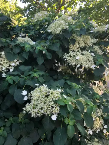 A white flowering hydrangea shrub