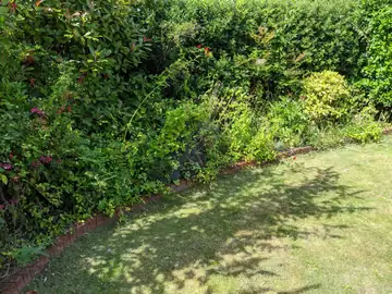 A curved lawn edge along a mixed planted border