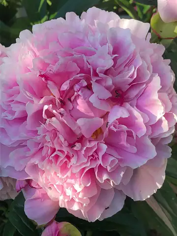 A pink peony flower close up