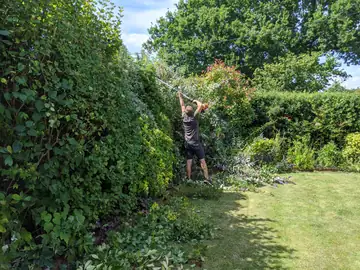 A gardener trimming a high hedge