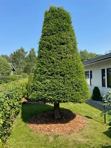 A large clipped conifer on a lawn
