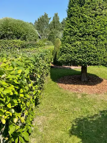 A clipped hedge and conifer framing a lawn